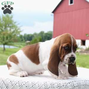 Dixie, Basset Hound Puppy